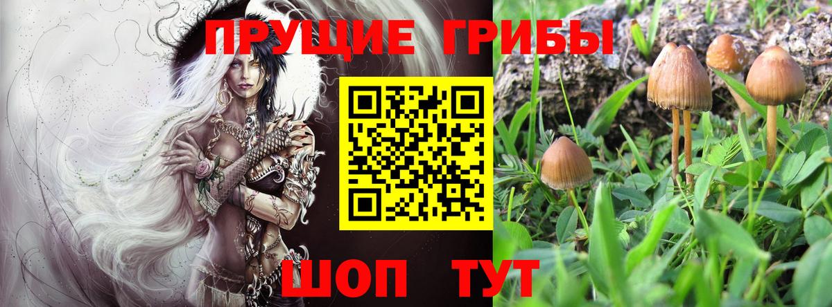 Псилоцибиновые грибы Psilocybe Лангепас